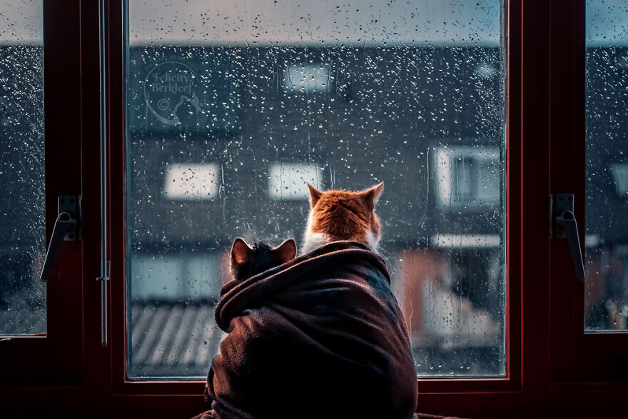 After His Best Buddy Passed Away, I Made It My Promise To Find Him A New Friend After His Best Buddy Passed Away, I Made It My Promise To Find Him A New Friend