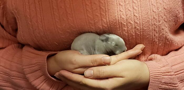 Zilla, Now A 14lb Monster Of A Rabbit, At One Week Old.