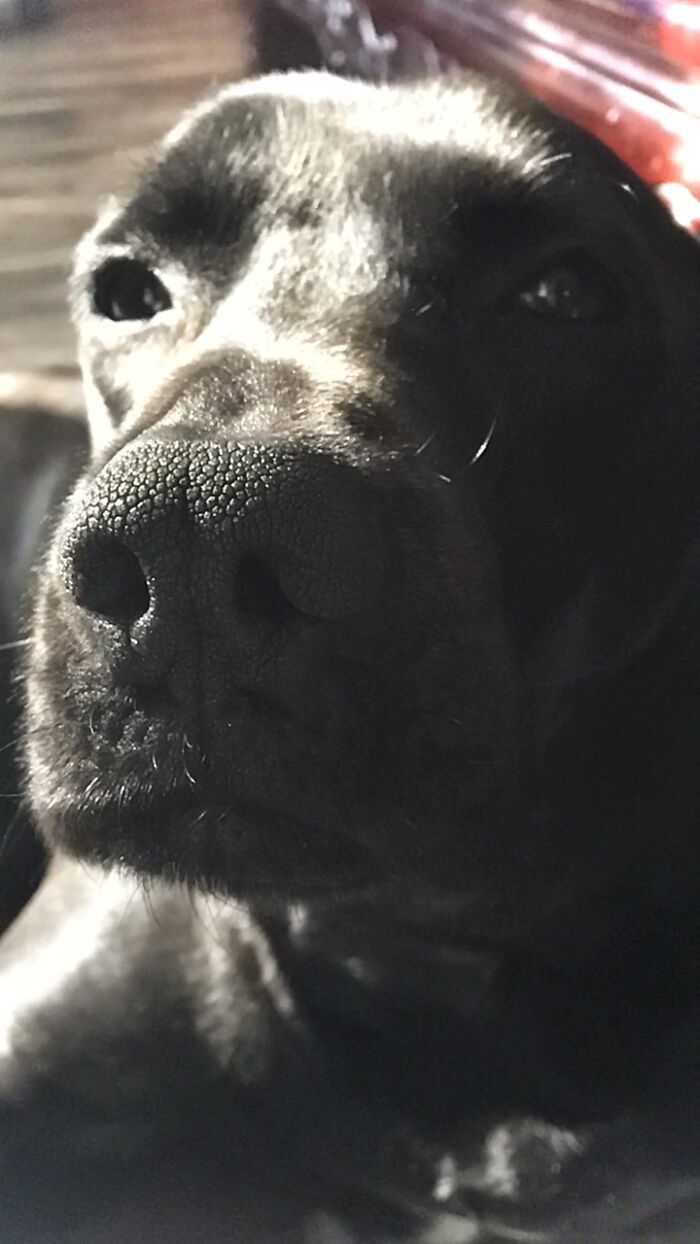 This Is Ace, Found Him At The Pound, Abused And Sick. Now He's My Happy Adorable Furbaby.