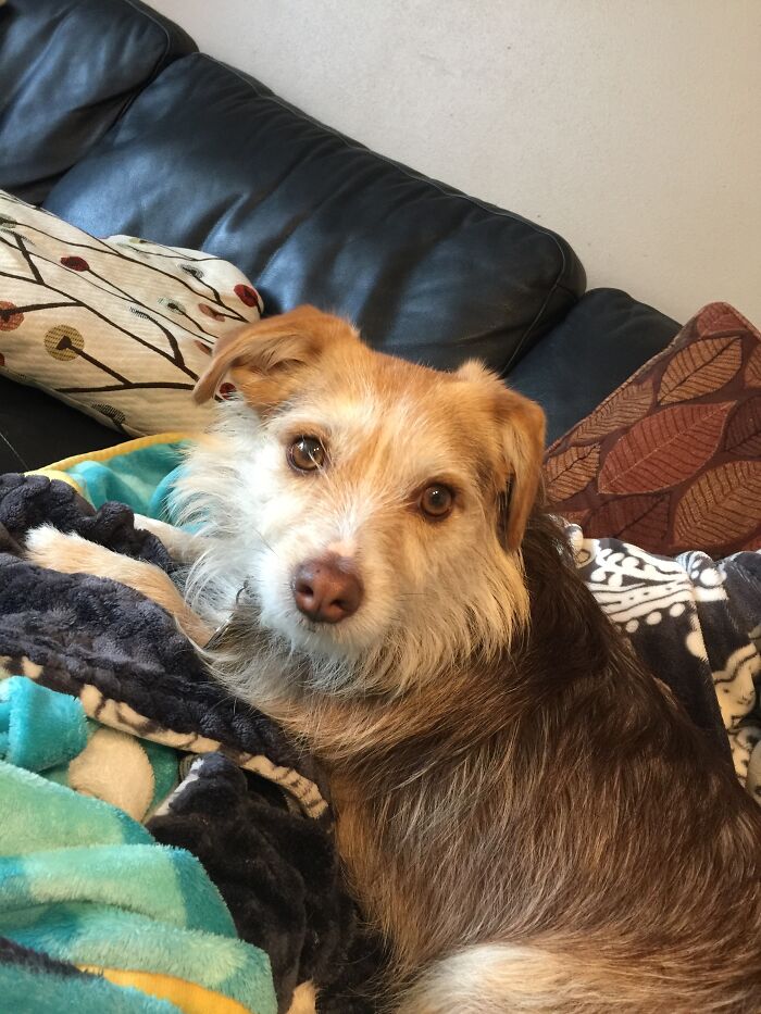 This Is Joy. Rescued In August. Four Year Old Terrier-Doxin Mix. She Is So Happy To Have Her Own Blanket!