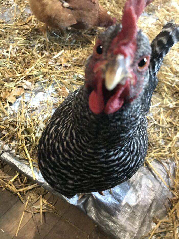 My Chicken Jyn (Aka Leckie) Wanting To Peck The Camera (Her Sister Bubba Is In The Background) :))