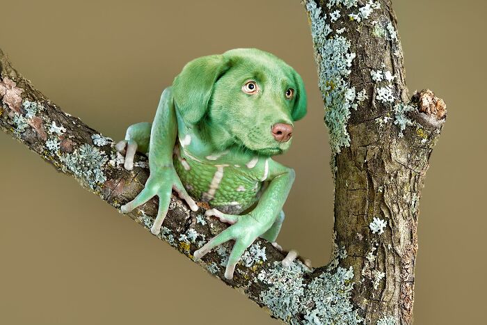 Is It A Frog? Is It A Dog? It's...frogdog!