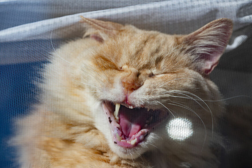 Life Had Treated This Cat Badly Until He Turned Up Outside My House 4 Years Ago And Now He's A Sweet And Loving Cat