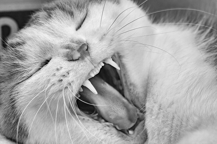 There Aren't Enough Black And White Photographs Of Cats, Nor Can There Be, So Here Are Mine