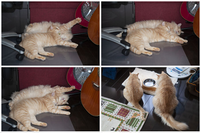 Best Friends Gin-Gin, With Short Hair, And Chataro