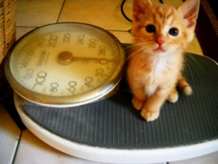 I'm Big Enough To Help With Any Problems. Honest!