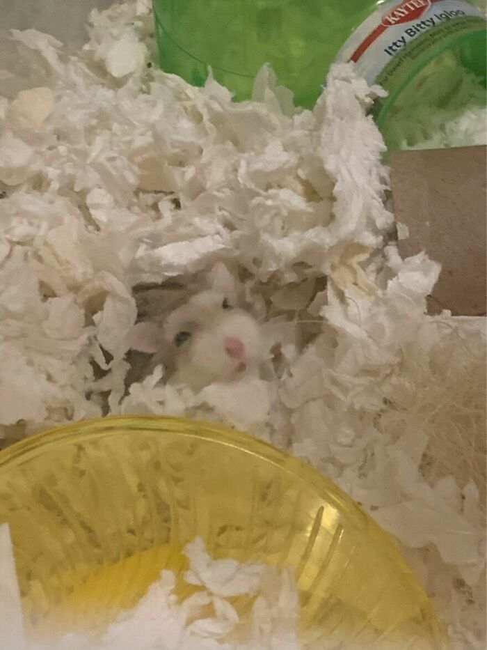 Reina The Hamster