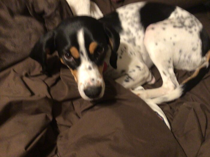 Paisley Is So Innocent