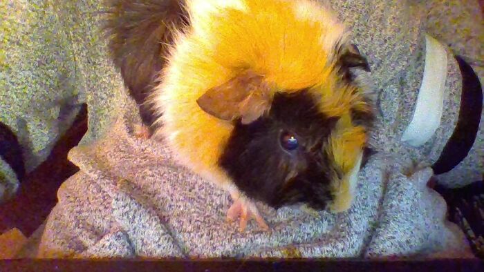 Sorry For The Lighting But Here Is My Guinea Pig