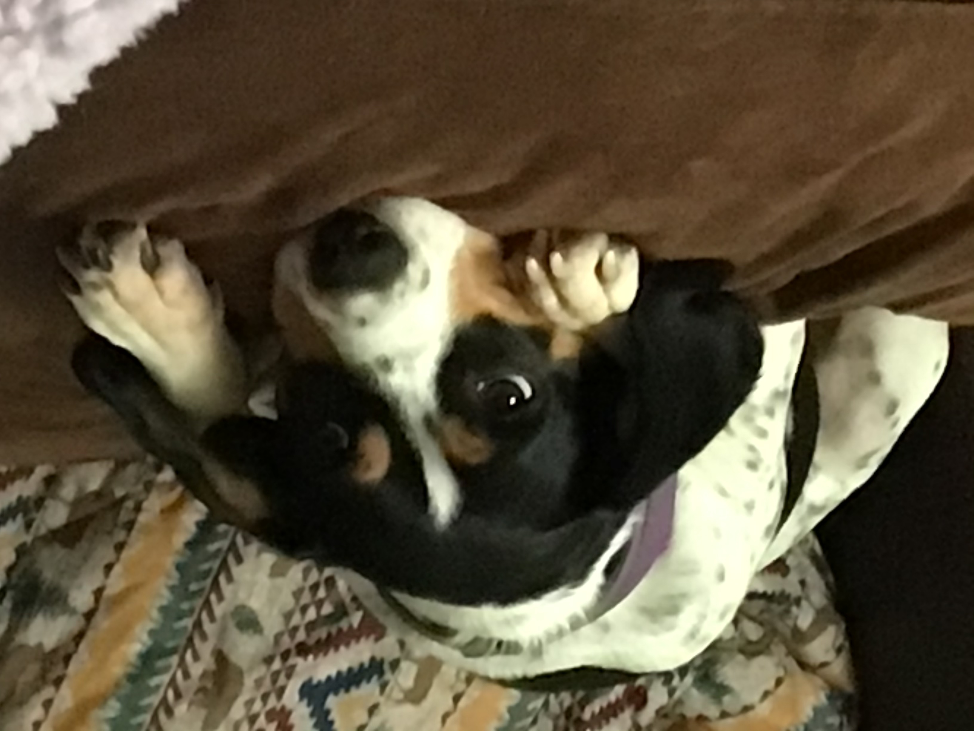 Hey Pandas Redraw This Dog.