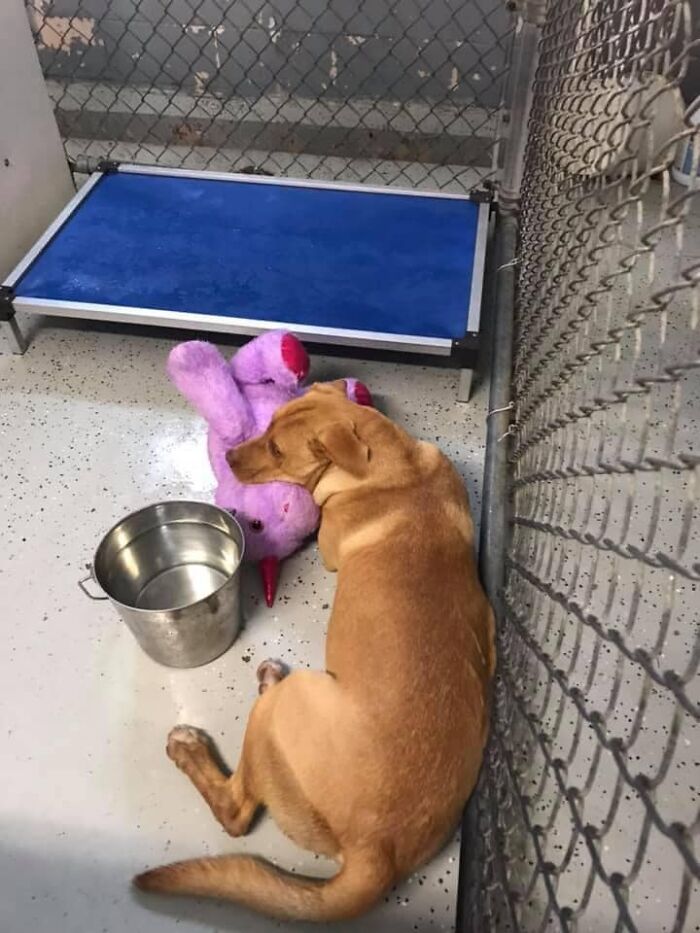 A Stray Dog Who Kept Trying To Steal A Purple Unicorn From A Store Gets A Toy And A Forever Home