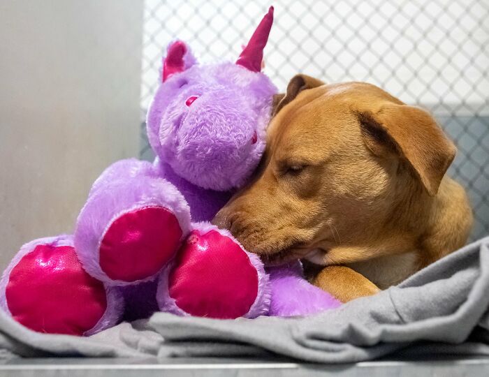 A Stray Dog Who Kept Trying To Steal A Purple Unicorn From A Store Gets A Toy And A Forever Home