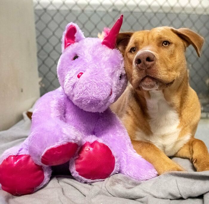 A Stray Dog Who Kept Trying To Steal A Purple Unicorn From A Store Gets A Toy And A Forever Home