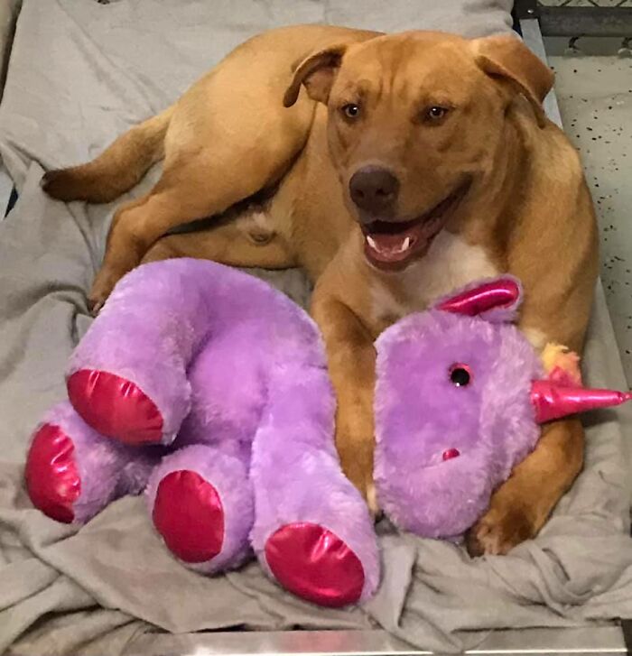 A Stray Dog Who Kept Trying To Steal A Purple Unicorn From A Store Gets A Toy And A Forever Home