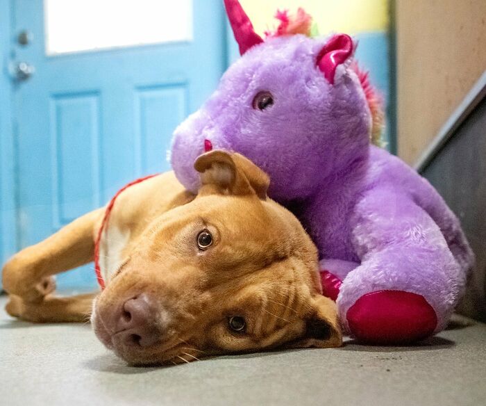 A Stray Dog Who Kept Trying To Steal A Purple Unicorn From A Store Gets A Toy And A Forever Home