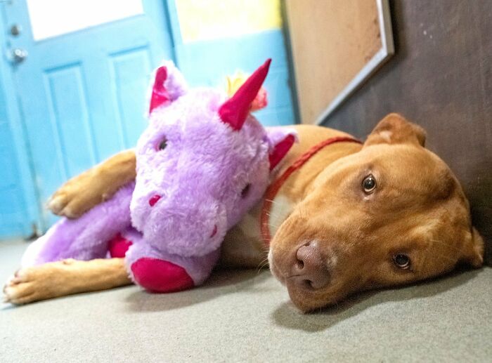 A Stray Dog Who Kept Trying To Steal A Purple Unicorn From A Store Gets A Toy And A Forever Home
