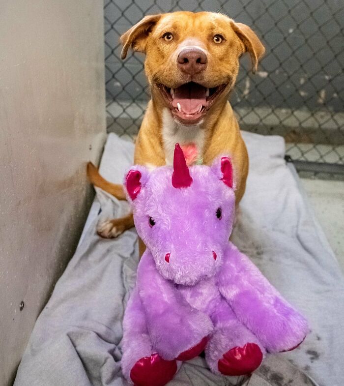 A Stray Dog Who Kept Trying To Steal A Purple Unicorn From A Store Gets A Toy And A Forever Home