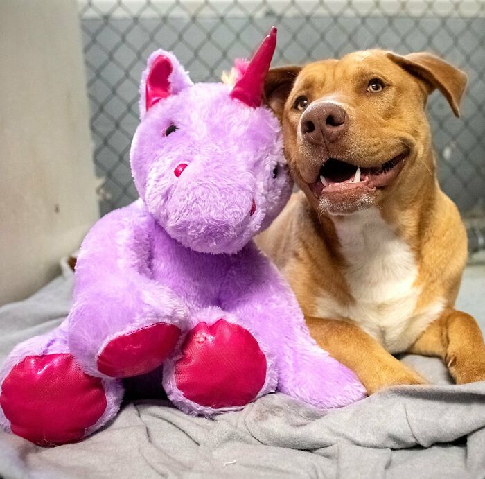 A Stray Dog Who Kept Trying To Steal A Purple Unicorn From A Store Gets A Toy And A Forever Home
