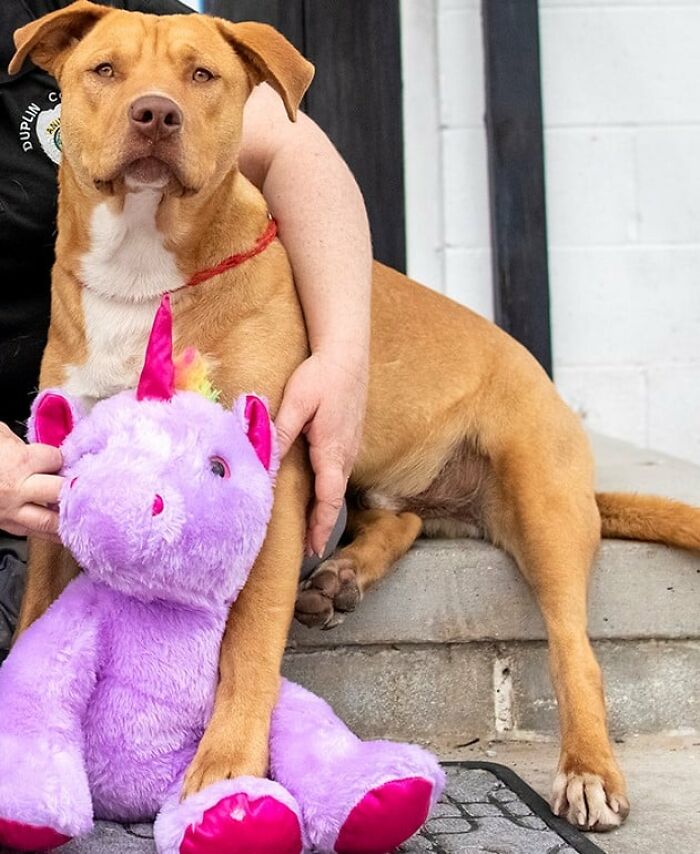 A Stray Dog Who Kept Trying To Steal A Purple Unicorn From A Store Gets A Toy And A Forever Home