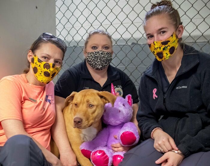 A Stray Dog Who Kept Trying To Steal A Purple Unicorn From A Store Gets A Toy And A Forever Home