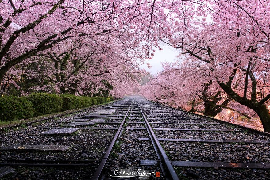 I Captured Sakura Blooming In Japan (25 Pics)