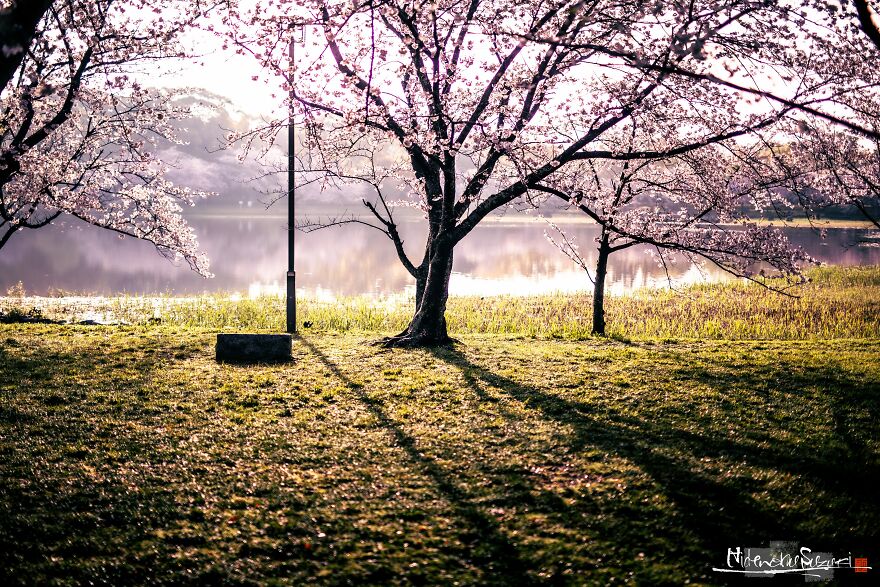 I Captured Sakura Blooming In Japan (25 Pics)