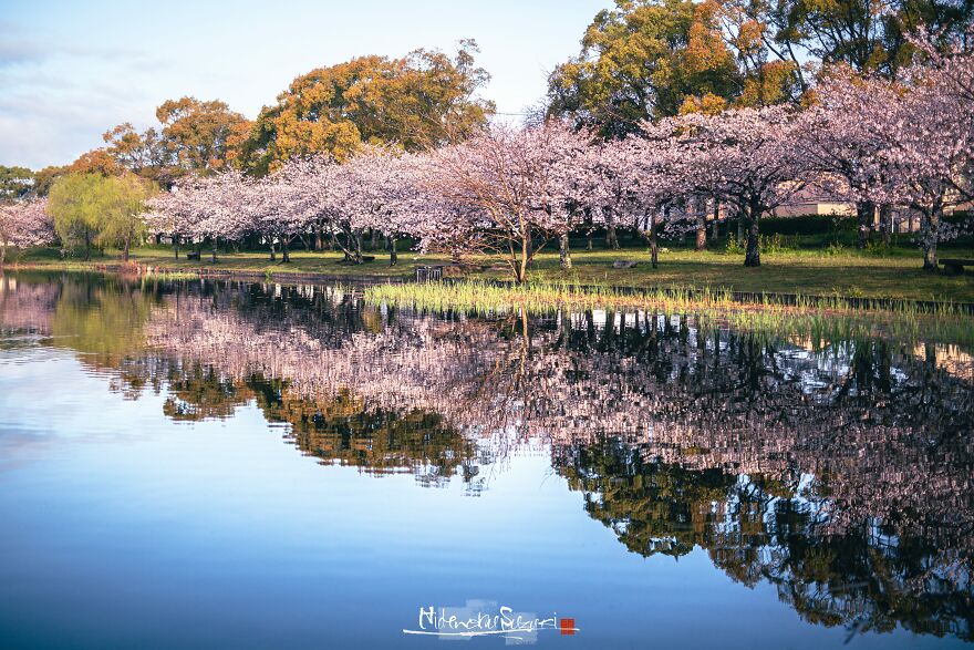 I Captured Sakura Blooming In Japan (25 Pics)