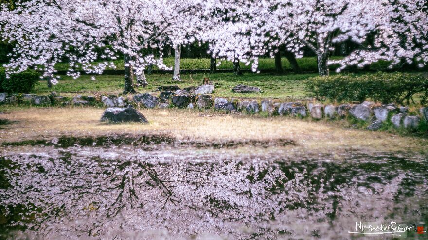 I Captured Sakura Blooming In Japan (25 Pics)
