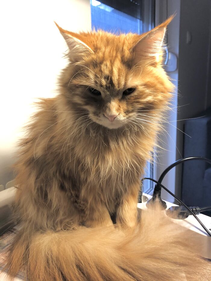 Bjorn Is Not Amused By My Working Hours