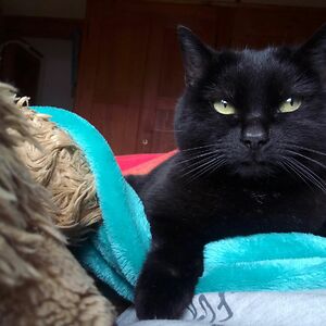 carolinetschanz avatar