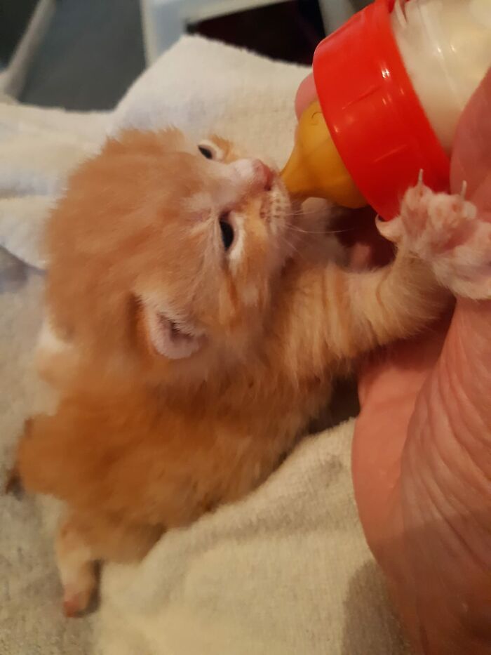 Him And His 2 Brothers Needed Some Help. They Are All Adopted Out And Safe Now.