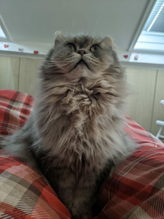 All Cats! The Fabulous Lady P Showing Me Her Widest Grin Here, She Lets Me Lodge In Her Home :0)