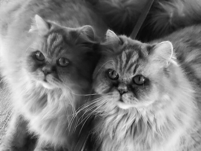 Lady P's Mirror Image!