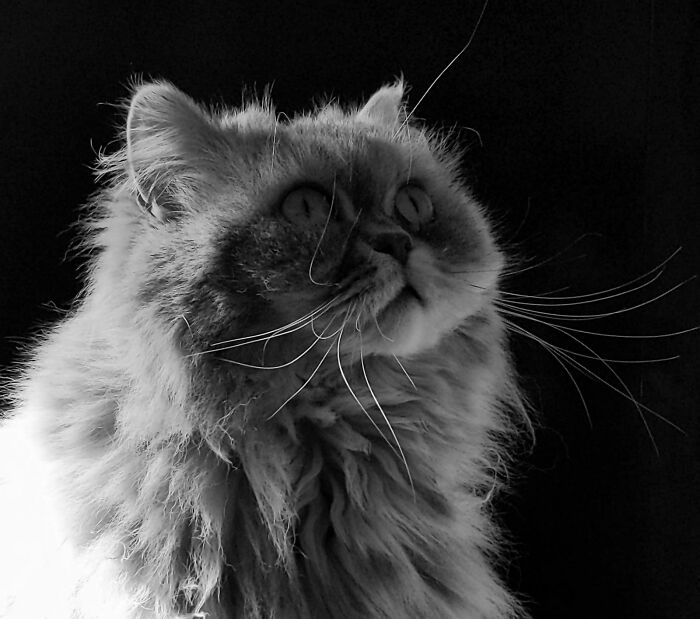 The Fabulous Lady P!