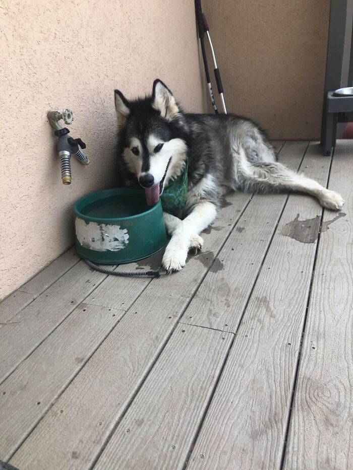 Laziest Dog Ever Owned