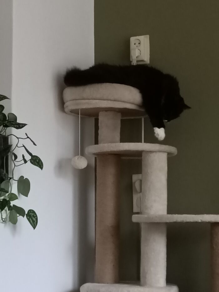 Just Hangin' And Snoring.