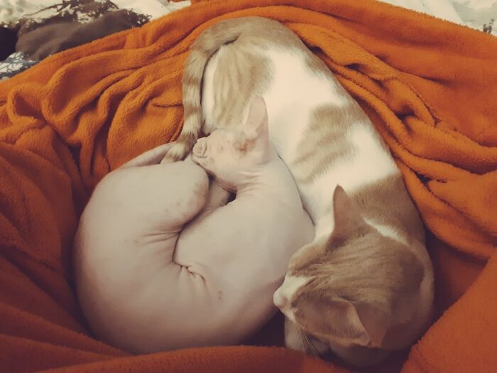 Wölkchen (Cloudy) 2/2020 & Lucky 10/2020 - One Too Imperfect For Breeding Purposes, Was To Be Put Down (Illegally) & One Handicapped, Caused By Some 'Human Beings' -- The Most Adorable Creators Of Havoc ♡