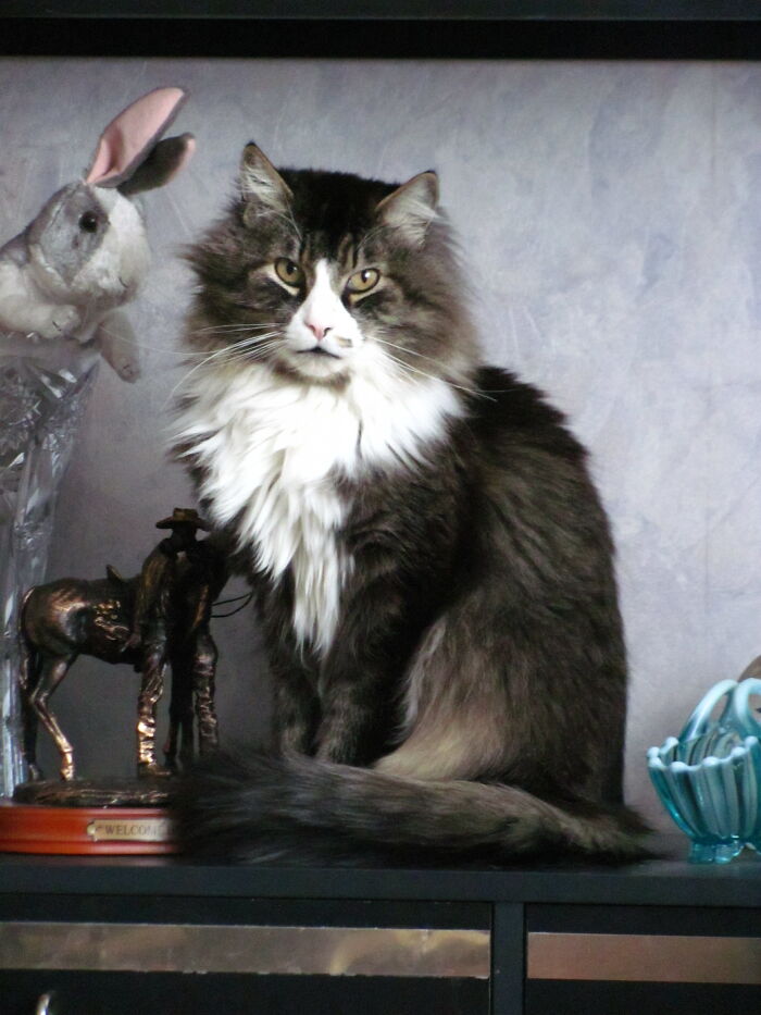 Here's Pips, The Cat, Not The Rabbit