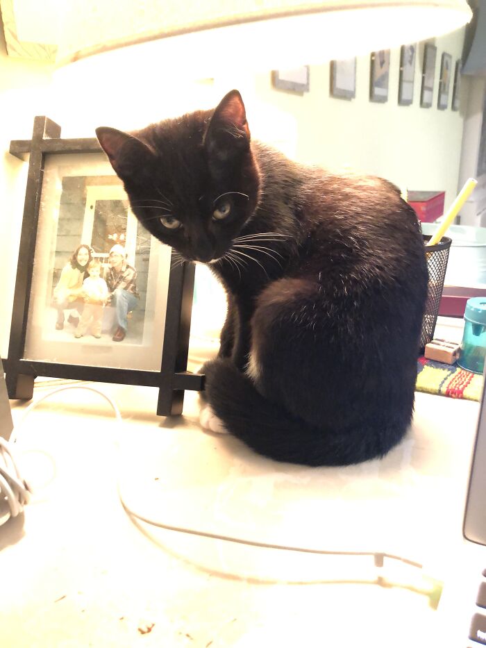 My Kitten Valkyrie Giving Me Her Best Death Stare - Equal Parts Darling And Demonic