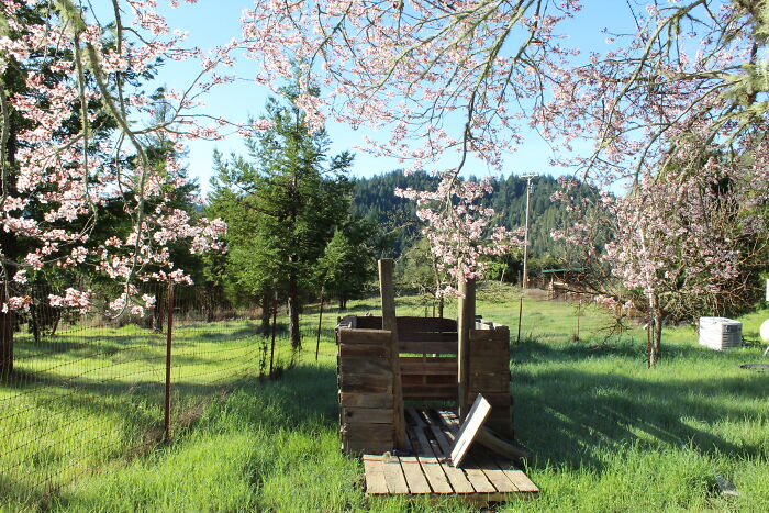 A Fort Out Of Scrap Material I Was Building Near Our Plum Tree