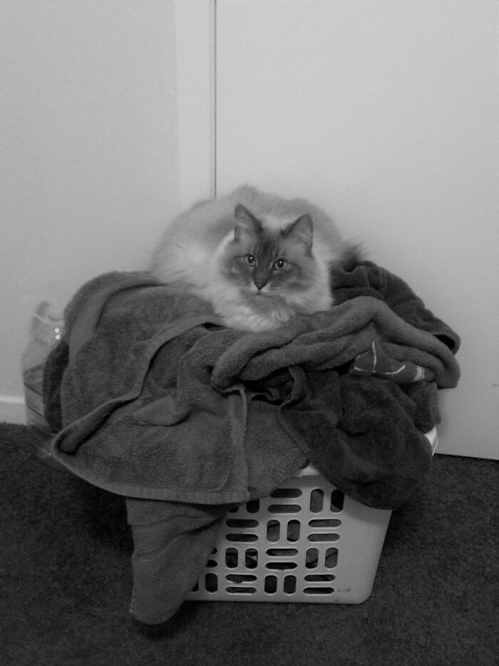 Marlowe, Protector Of Laundry