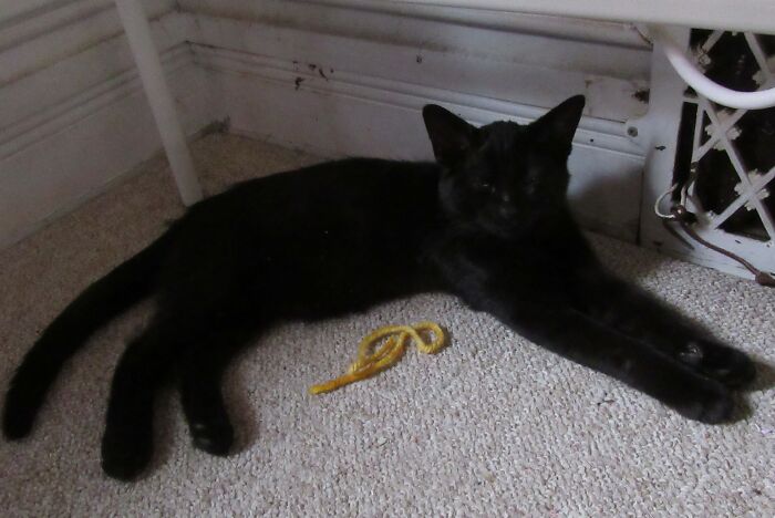 Frankie At 3 Months, Just Adopted A Few Days Before.