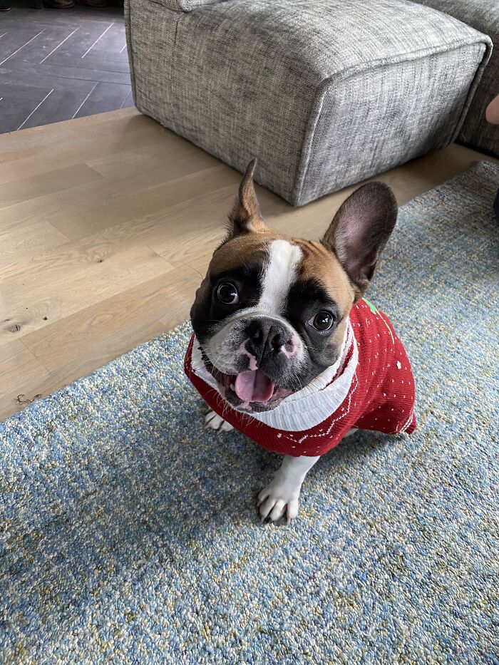 Another One Of Mr Taco Being Himself. He Actually Loves The Sweater!