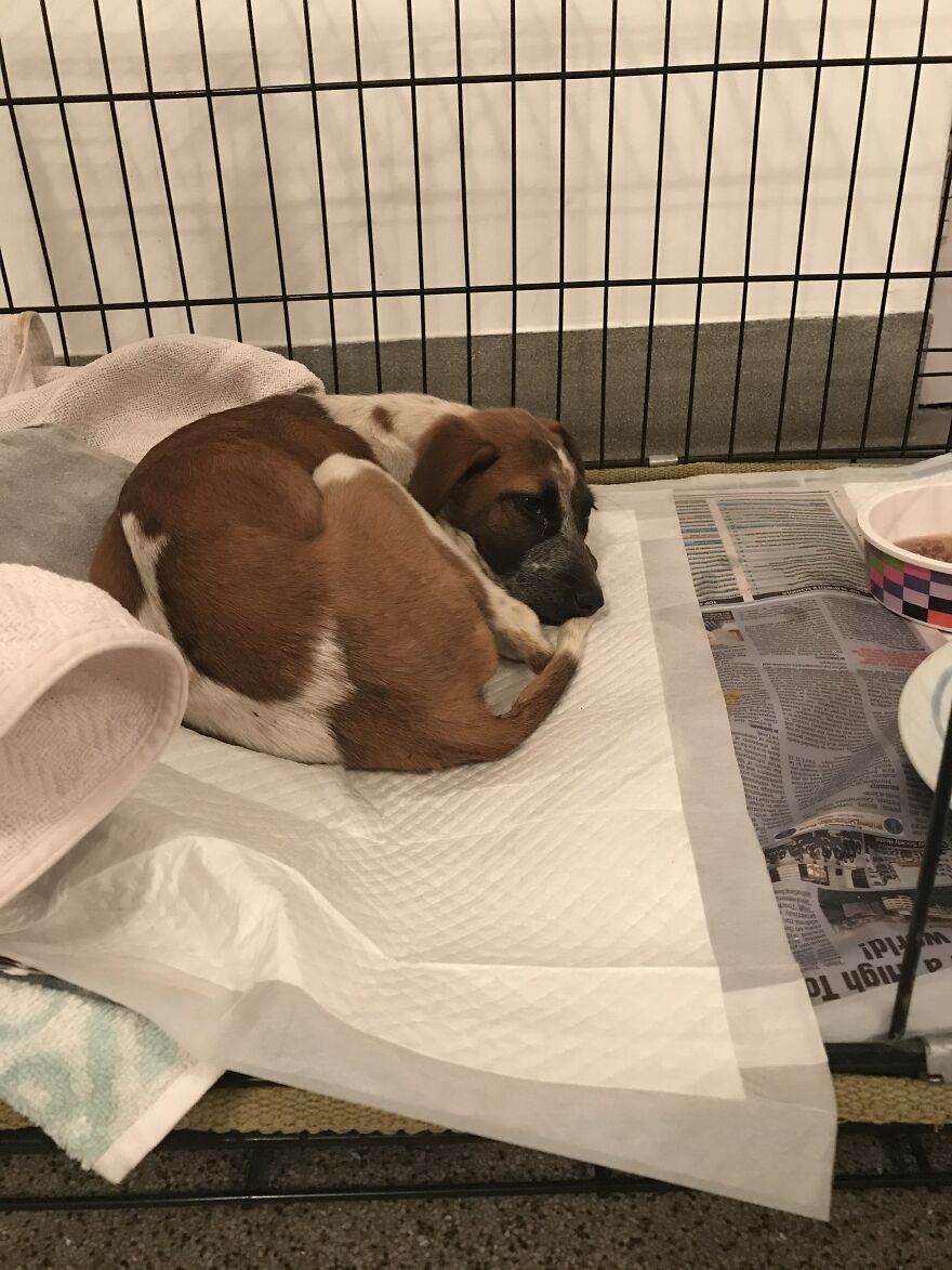 I'm Making A Fundraiser For Treatment For 4 Sweet Puppies I'm Making A Fundraiser For Treatment For 4 Sweet Puppies