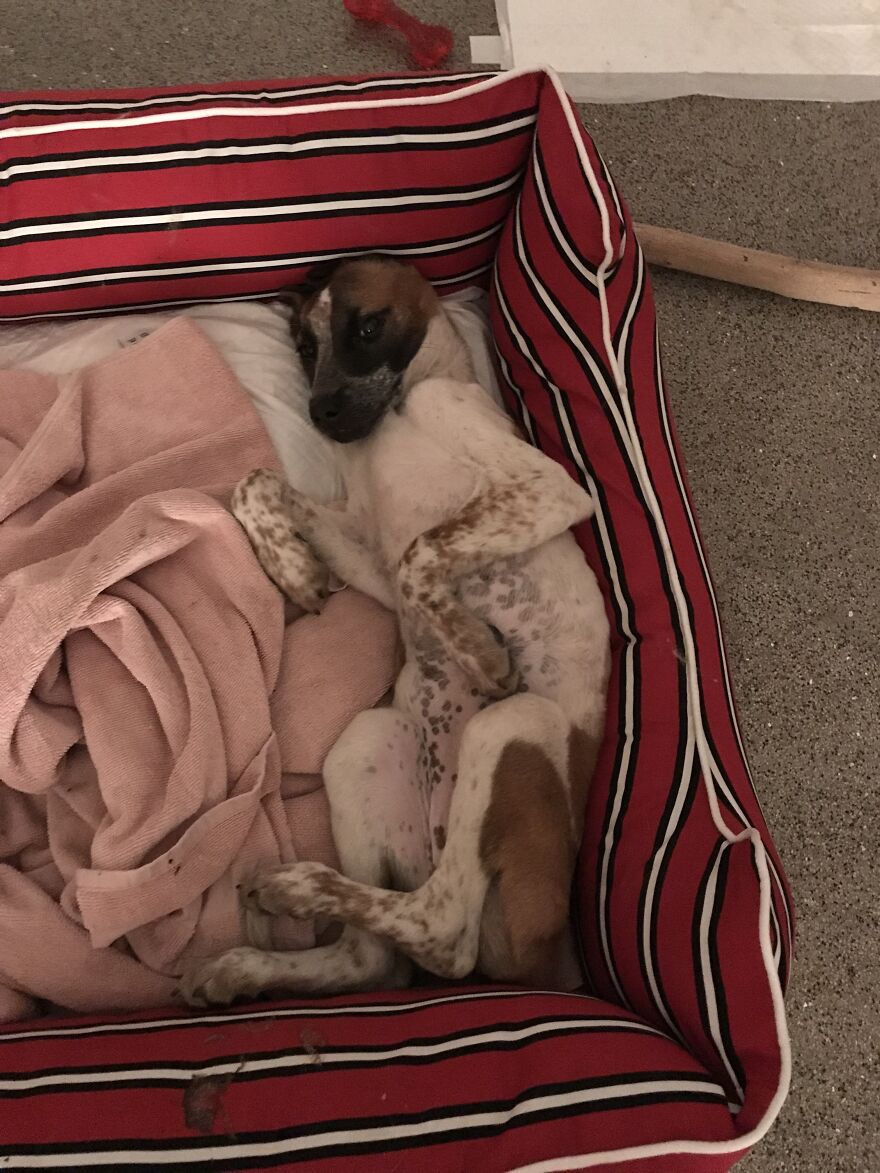 I'm Making A Fundraiser For Treatment For 4 Sweet Puppies