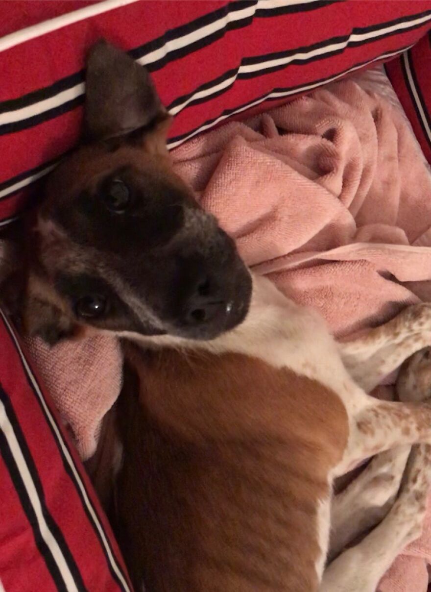 I'm Making A Fundraiser For Treatment For 4 Sweet Puppies