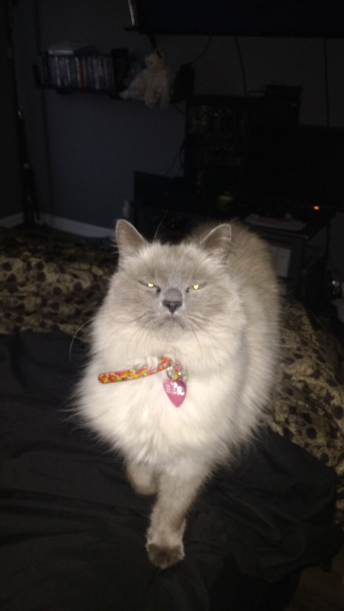 Suki Always Has Grump Face