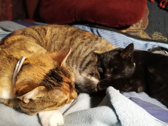 M'lady Amber, Getting A Snugglebum From Little Loki