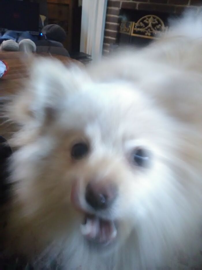 She's A Sweet Dog... Really!