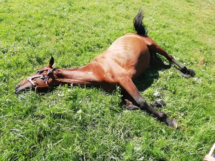 Sunbathing After Work. It Is So Difficult To Be A Kid's Pony, When You Are A Racehorse.